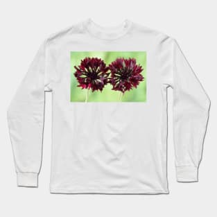 Centaurea cyanus  &#39;Black Ball&#39;  Cornflower Long Sleeve T-Shirt